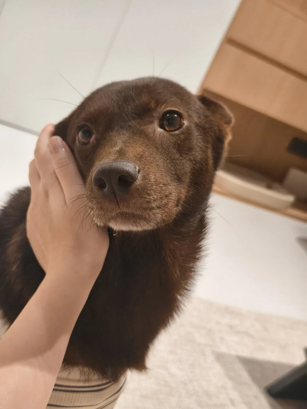 Real reference photo of Dove, our founder’s dog