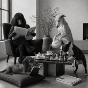 Black-and-white editorial-style portrait of four dogs in a modern reading room: a black poodle reads in an armchair, a pale sighthound pours tea, a Boston terrier watches a chessboard, and a dachshund reads on a cushion.