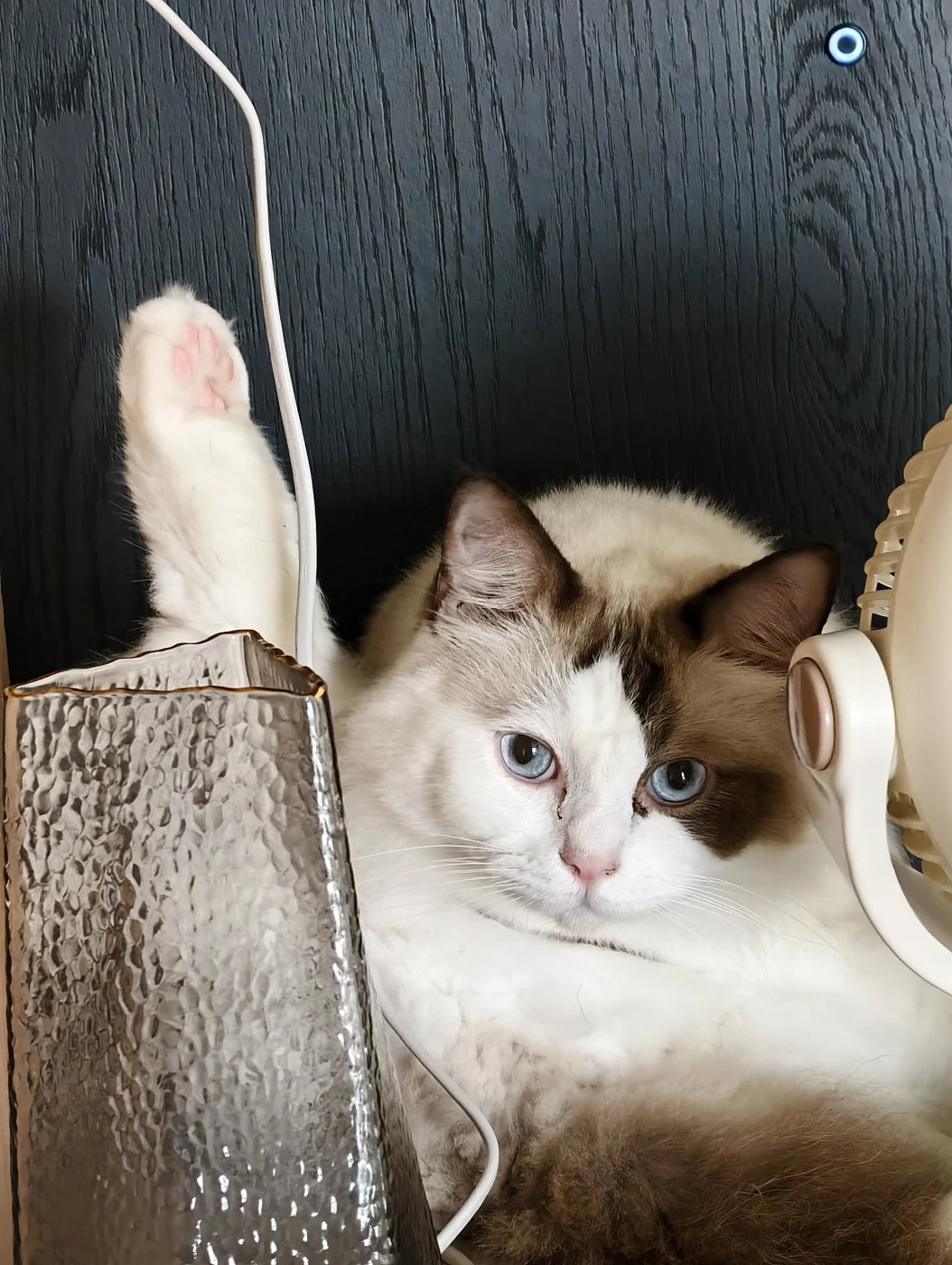 Real reference photo of Hedi, our founder’s cat